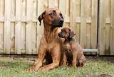 RODESIAN RIDGEBACK 229